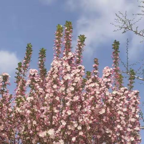 观摩研讨促提升，学习借鉴共成长——交城县第十五届课堂教学观摩研讨周、学科基地校活动城西小学现场会