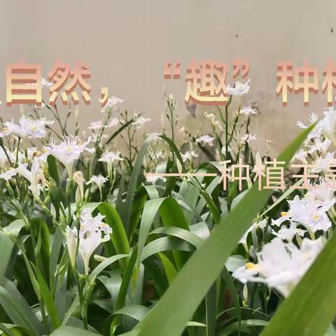 《亲自然，“趣”种植》天全县城区第一完全小学附设幼儿园种植主题活动