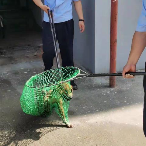整治流浪犬，裕翔公安在行动
