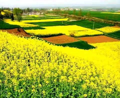 清明节武功油菜花海，万亩紫荆花太平峪景区，周至水街，秦岭国家植物园，秦岭四宝大熊猫基地踏青赏花纯玩三日游