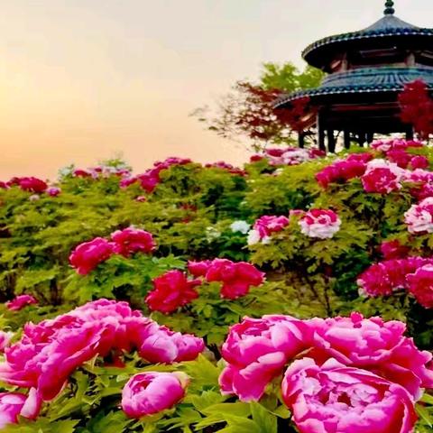 五一洛阳牡丹花、黛眉山，云顶花海，龙潭大峡谷，中岳嵩山，少林寺景区、洛邑古城玩五日游