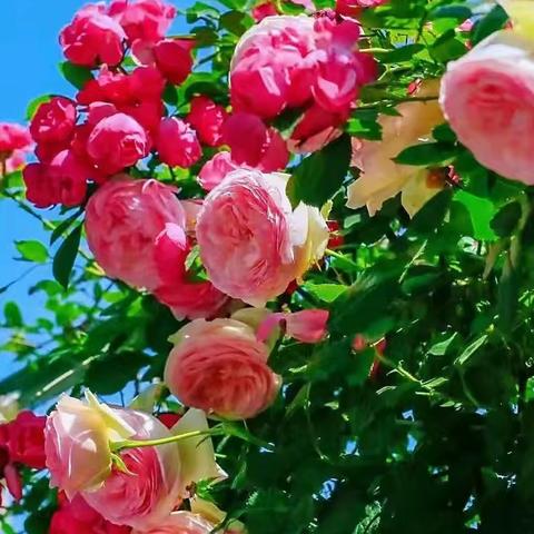 古尔邦节秦岭牛背梁、世界遗产郑国渠，西咸云间花海，大唐不夜城，大雁塔音乐喷泉水景、马嵬驿古城纯玩三日游