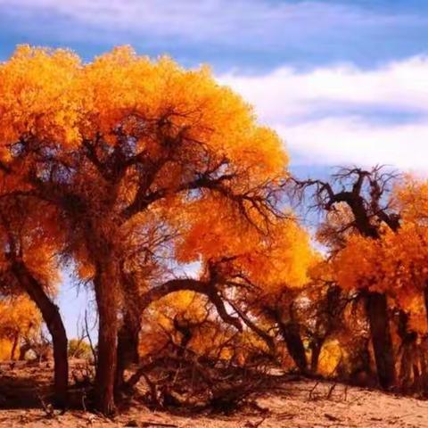 国庆节额济纳旗胡杨林、黑城遗址、怪树林、居延海日出、中蒙边境策克口岸纯玩四日游