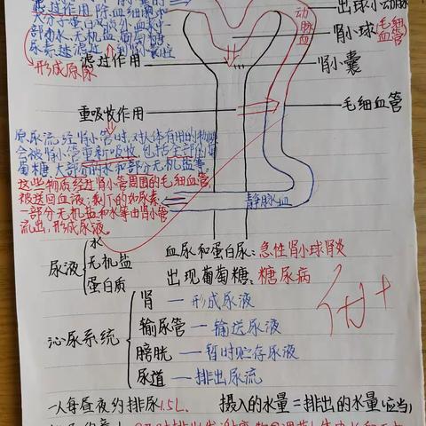 七年级1班优秀生物笔记整理！