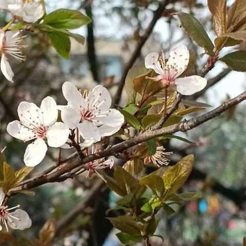 “三月残花落更开，小檐日日燕飞来。 子规夜半犹啼血，不信东风唤不回。”