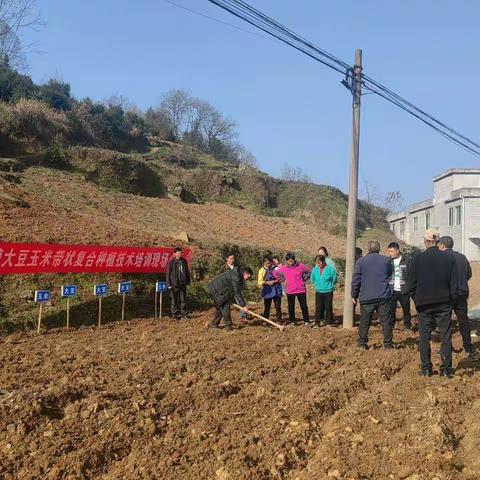 玉米大豆带状复合种植 助力粮油稳产增收