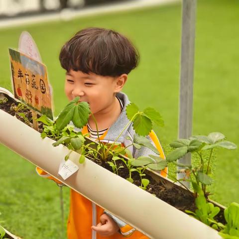 【未央学前·暖暖行迹】快来，请大家吃韭菜鸡蛋饼啦！——未央区天和新府幼儿园小一班种植区班本课程