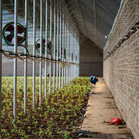 旭丰公司运营管理中心总监带领聚芝仓公司主要领导视察番茄定植工作