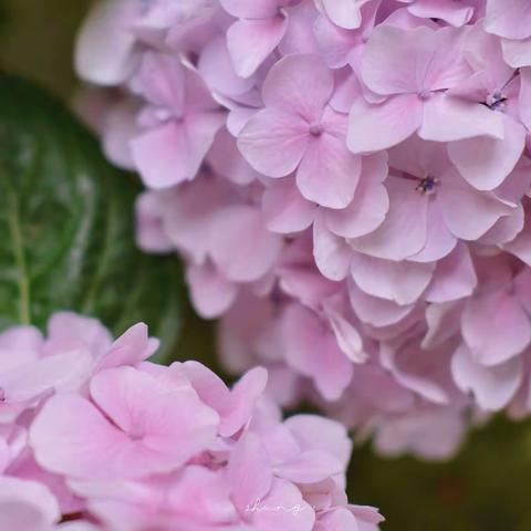 集体备课凝智慧 蓄力前行促成长——仲村镇中心校六年级英语集备活动