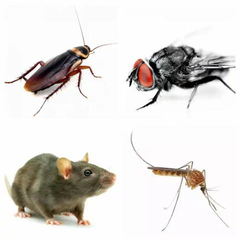 预防病媒生物，筑牢健康防线——病媒生物防制知识科普