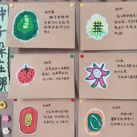 【项目学习】种子的秘密