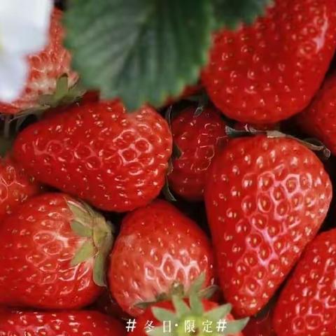 社会实践活动—🍓草莓采摘🍓邀请函