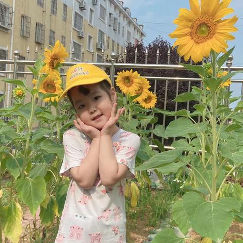 向日葵🌻