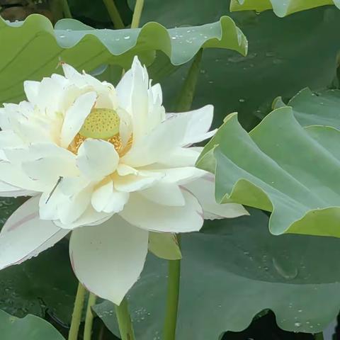 七彩云南消暑游（一）