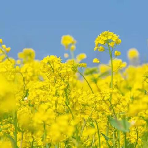 🎀🎀今日美术分享《油菜花田》