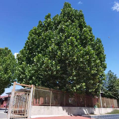 六月流火感恩父爱  备战期末奋力拼搏——远航四班18周生活纪实