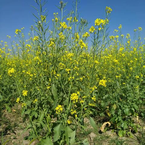 油菜花赋