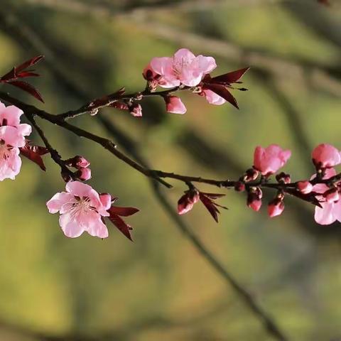 宁陵县高级中学校级公开课及听评课活动(一)