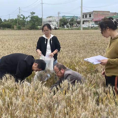 临潼区农技中心抓住晴好天气完成化肥减量增效项目试验、示范收获工作