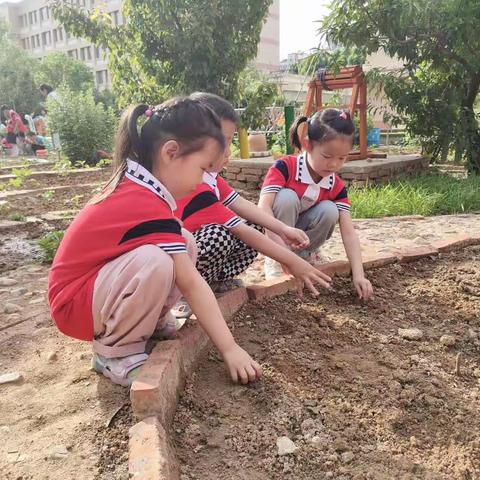 【种植园里的秘密】豆角成长记～肥城市实验幼儿园桃花七班