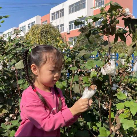 “金秋采摘，收获成长”——利津一幼棉花采摘记