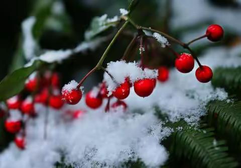 诗歌 || 雪花