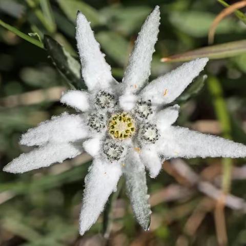 线上中班音乐活动《雪绒花》