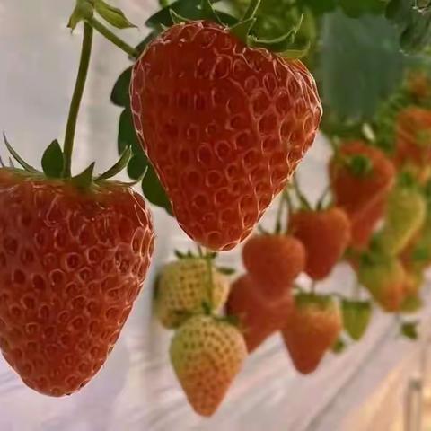 🍓向“莓”好出发🍓