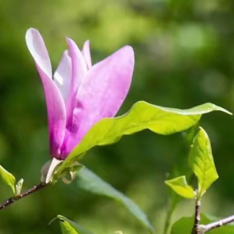 春风花语时，醉在春光里——彩虹宝贝课堂习作分享