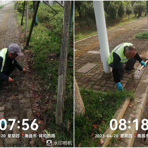 春暖花开日，清理杂草时