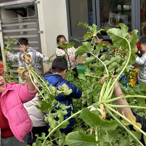 铜官乐幼儿园“小农场”亲近自然，探个究竟系列活动--【中一班】萝卜丰收记