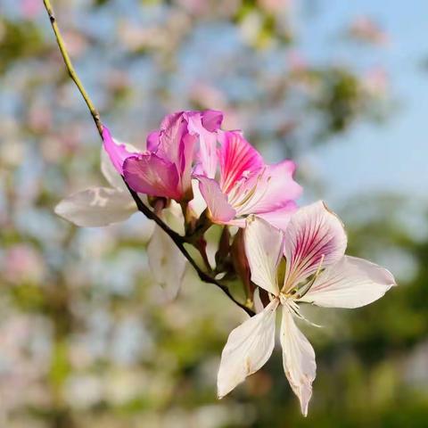 春林花似锦   拥暖笑意吟