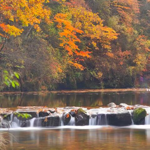 2025年【10月9日-14日】本溪老边沟红叶  奈曼骆驼冲沙摄影团