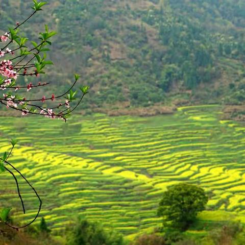 三月婺源，与春天约会