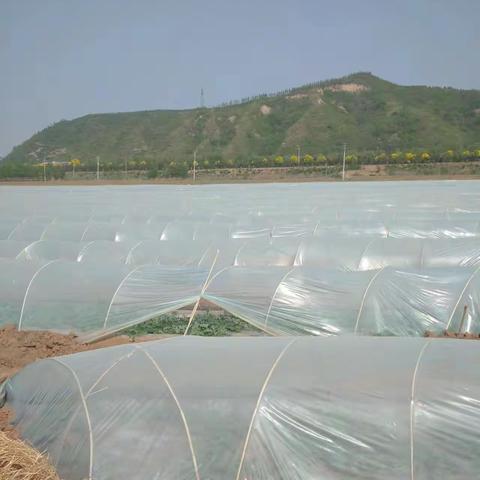 西瓜种植谱写“共富经”