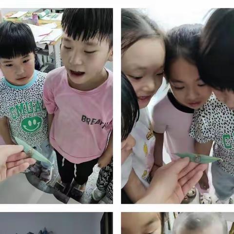 关爱学生，幸福成长||北高镇中心校路庄小学科学观察课——观察一种动物