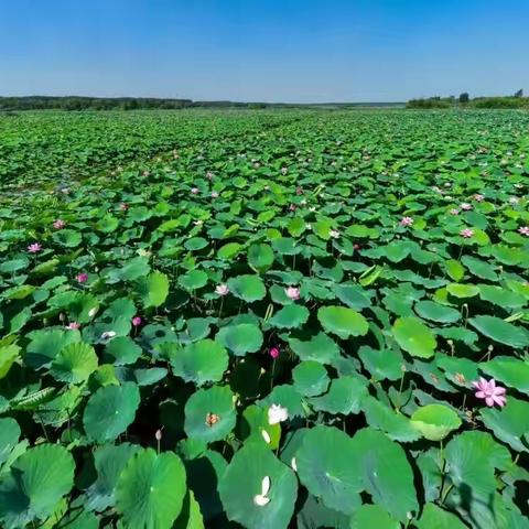 白云湖街道邀请您参加第二届金蝉文化艺术节啦～