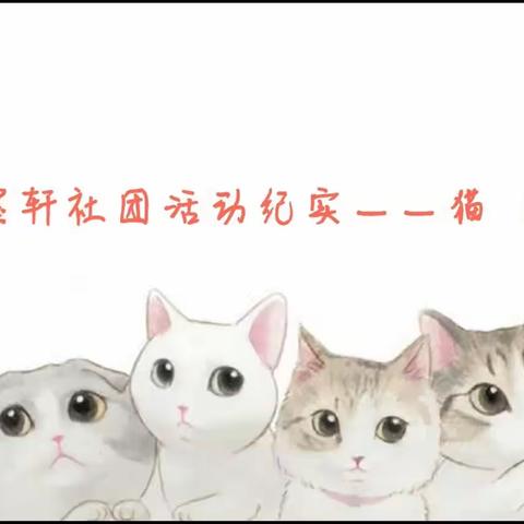 云墨轩社团活动纪实——猫（一）