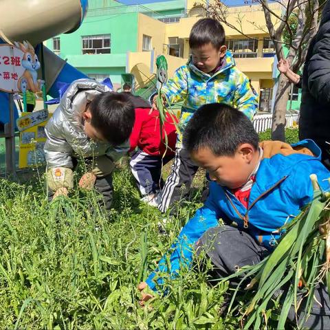 植此春色，乐享耕趣——胜太东路幼儿园大一班小菜地种植活动