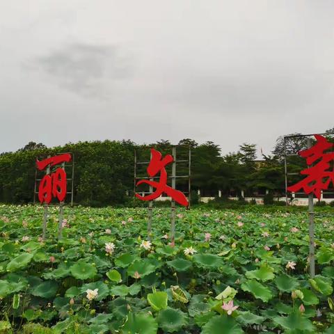 文新村委开展爱国卫生运动（2023年6月第三期）