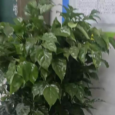 你追我赶相媲美    姹紫嫣红竞争春