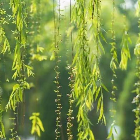 兴趣点燃梦想🌈快乐浸润童年🌈第二实验小学部兴趣课展示