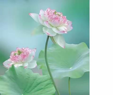 “暑”你精彩，未来可“期”——潘市红军学校暑假特色作业