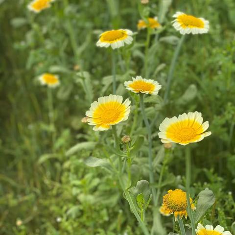 🌈🌱金苹果幼儿园——春游通知🌼