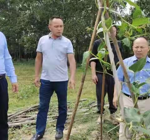 县政府副县长王杰到坡心镇高坡村开展豇豆质量安全监管工作