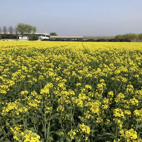 油菜初花很关键，技术指导到田间