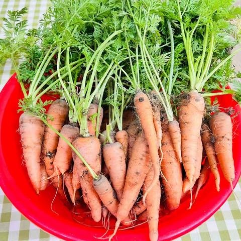 树苗幼儿园小一班食育课程第六站——我和胡萝卜🥕做朋友