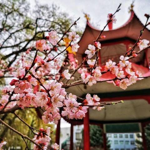 佳城春光明媚，杏花烂漫时节——第二十三小学面向全体师生家长“五·一”假期的温馨提示