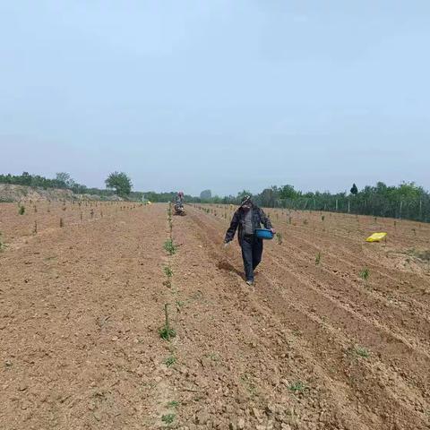 樱桃沟社区集体采摘园小蜜薯成熟了