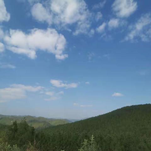 普洱农行发放全省首笔国家储备林项目贷款，为“绿水青山”变“金山银山”生态价值转化探索出农行路径